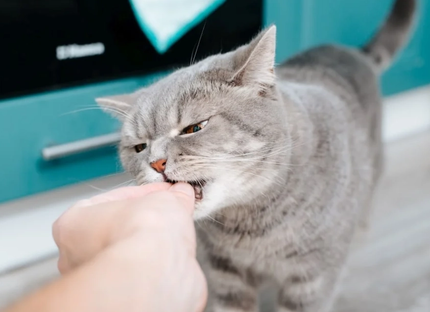 貓糧推薦 貓糧推薦