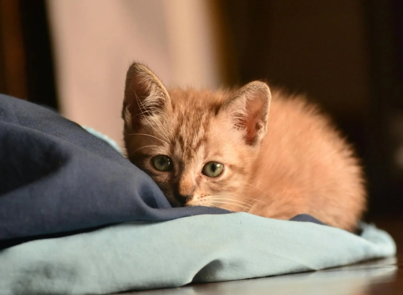 貓咪 水煮蛋 份量 貓咪 水煮蛋 份量