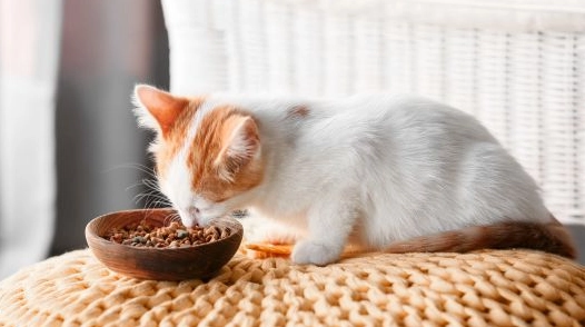 貓糧推薦 貓糧推薦