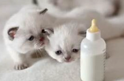 貓咪 羊奶