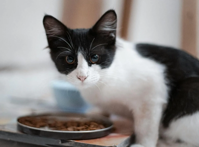 幼貓 水煮蛋 幼貓 水煮蛋