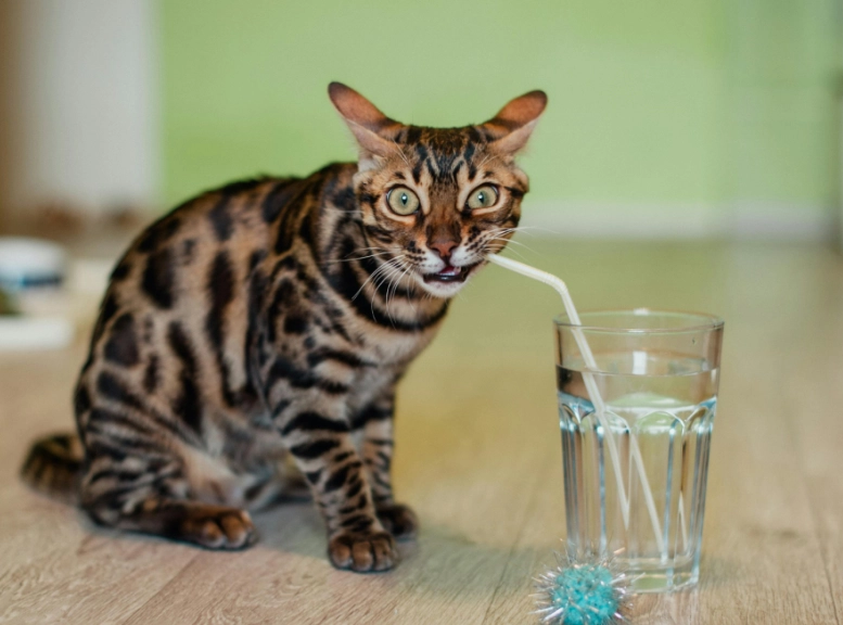 貓咪可以喝什麼？終極指南：安全清單與危險飲品一次看懂