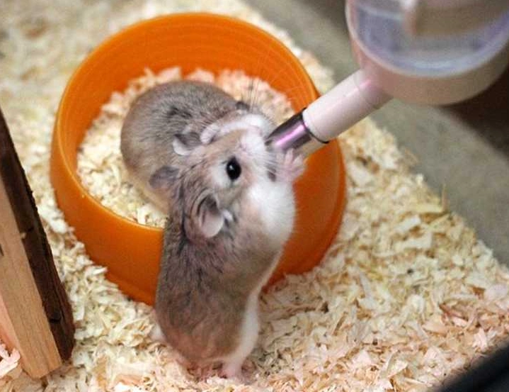 倉鼠一直叫解決