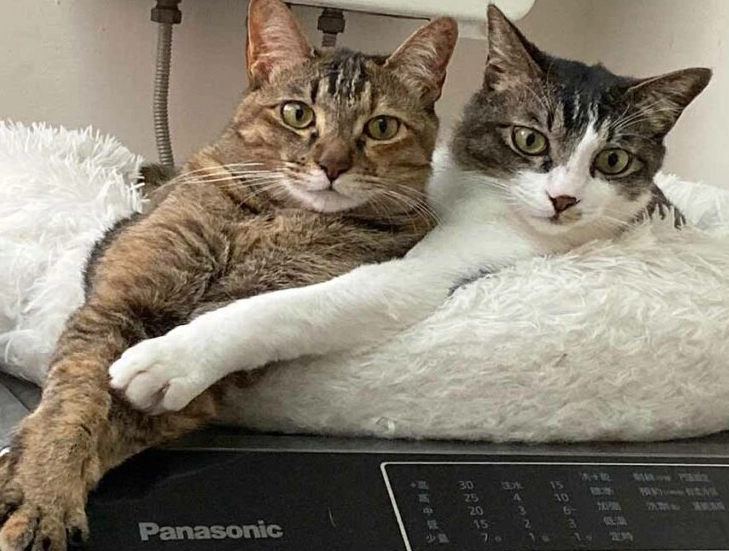 貓誤食水果症狀 貓誤食水果症狀