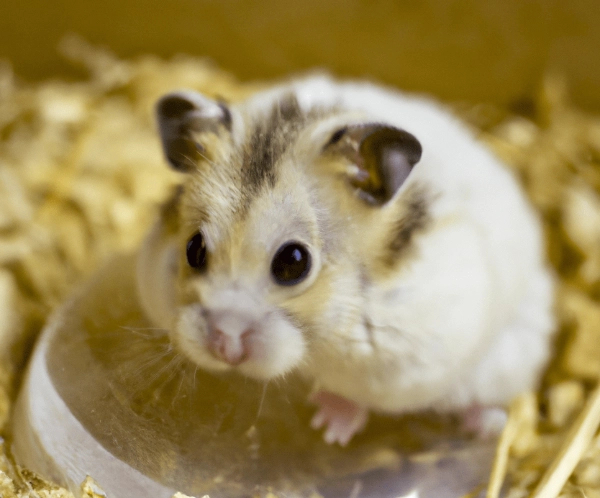 倉鼠一直叫解決