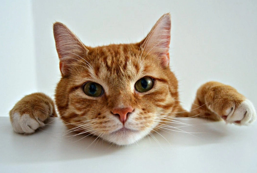 貓不能吃的水果 貓不能吃的水果