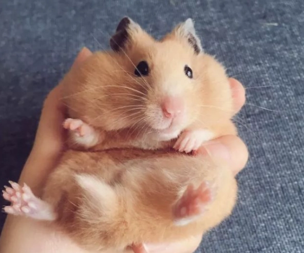 倉鼠發出怪聲怎麼辦