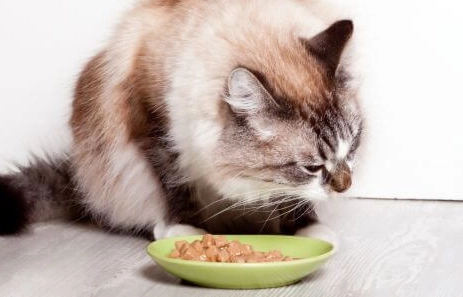 幼貓飲食 幼貓飲食