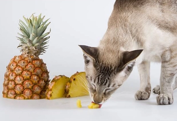 貓吃水果禁忌 貓吃水果禁忌