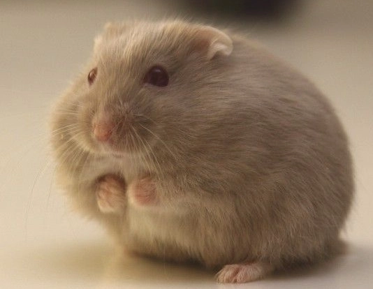 倉鼠一直叫解決