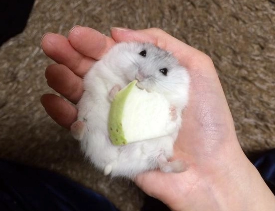 倉鼠發出怪聲？完整解析10種聲音含義與應對指南