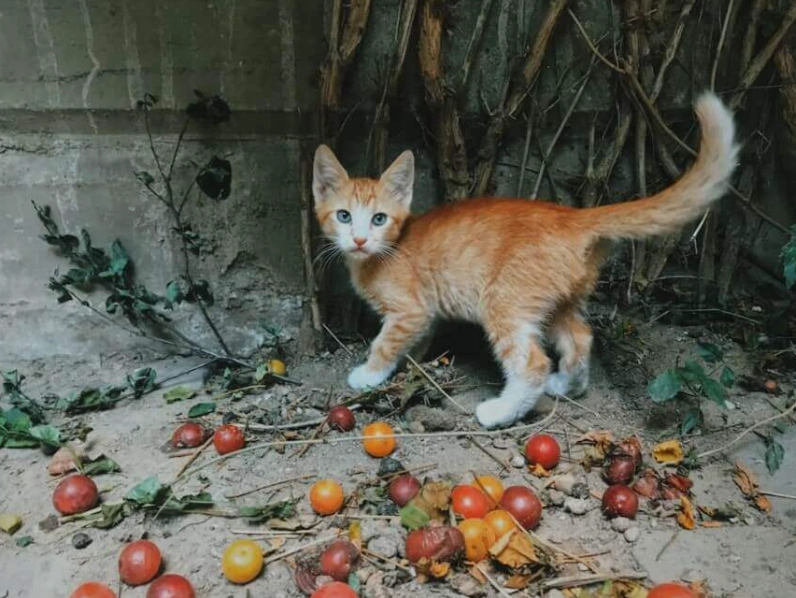貓奴必讀！12種貓咪絕對不能吃的水果清單與誤食急救指南
