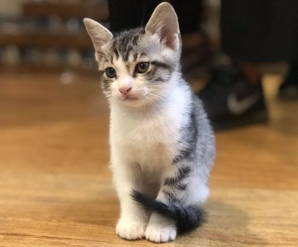 幼貓餵食指南 幼貓餵食指南