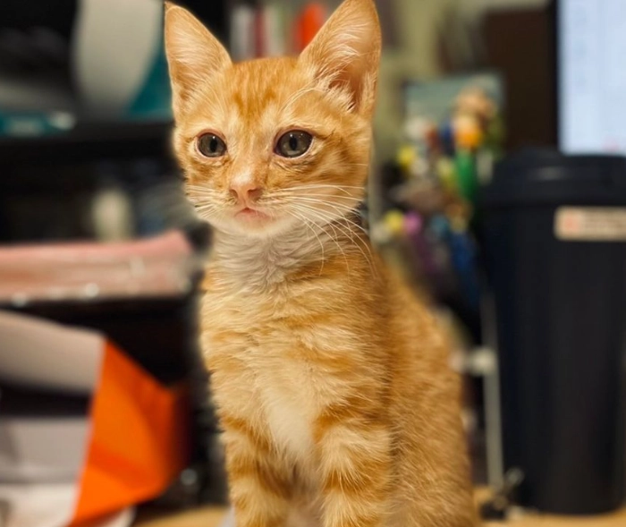 貓咪蛋黃 貓咪蛋黃