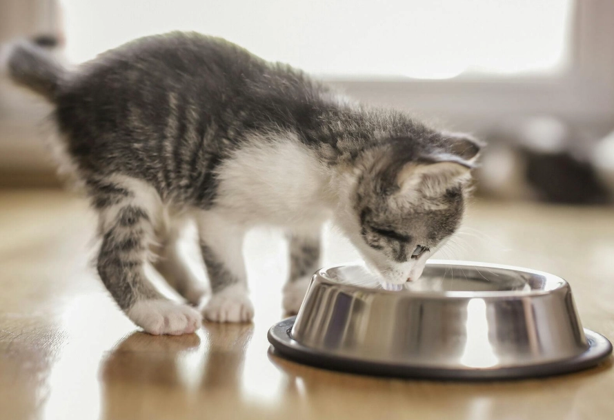 貓咪蛋黃 貓咪蛋黃