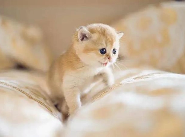 幼貓餵食指南 幼貓餵食指南