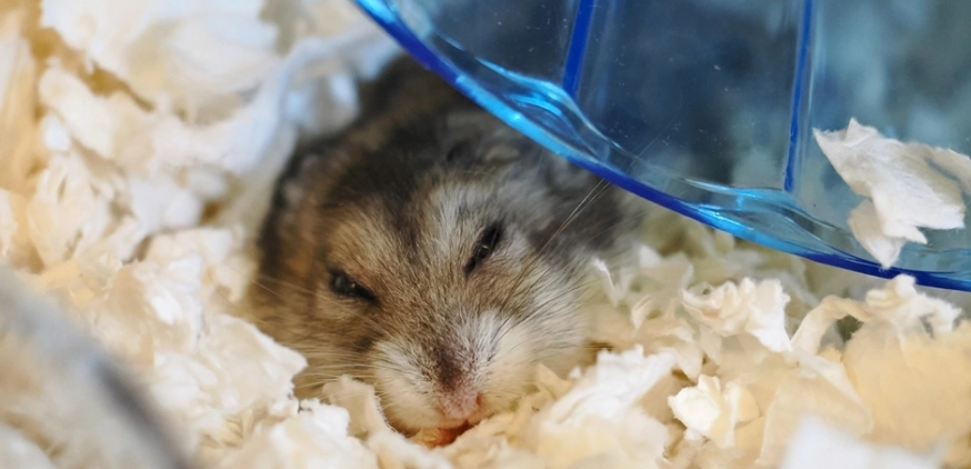 倉鼠發出怪聲怎麼辦