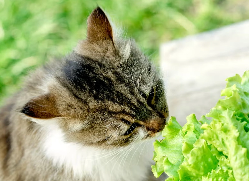 貓誤食水果症狀 貓誤食水果症狀