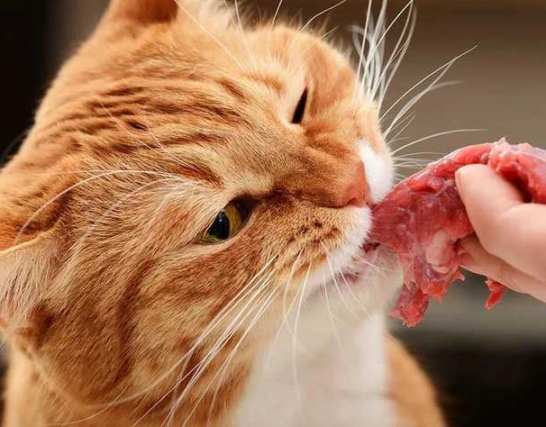 貓吃水果禁忌 貓吃水果禁忌