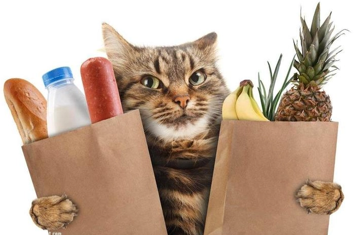 貓可以吃的水果嗎 貓可以吃的水果嗎