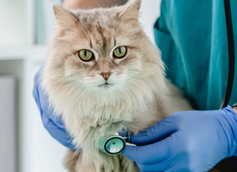 對貓有害的氣味