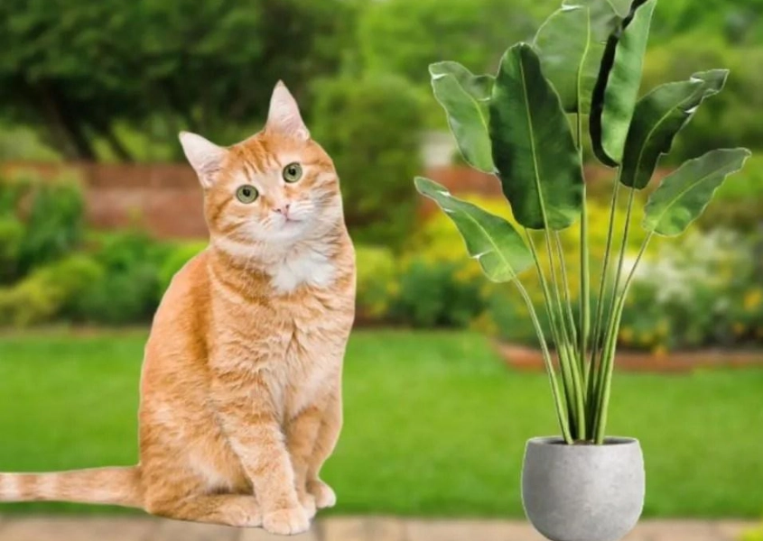 貓咪有毒植物 貓咪有毒植物