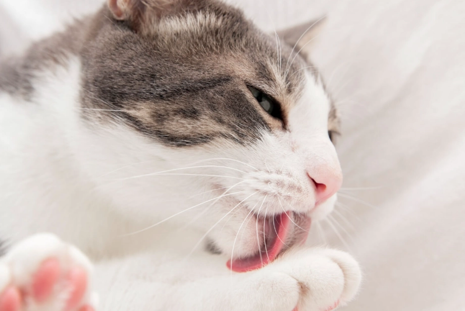 對貓有害的氣味