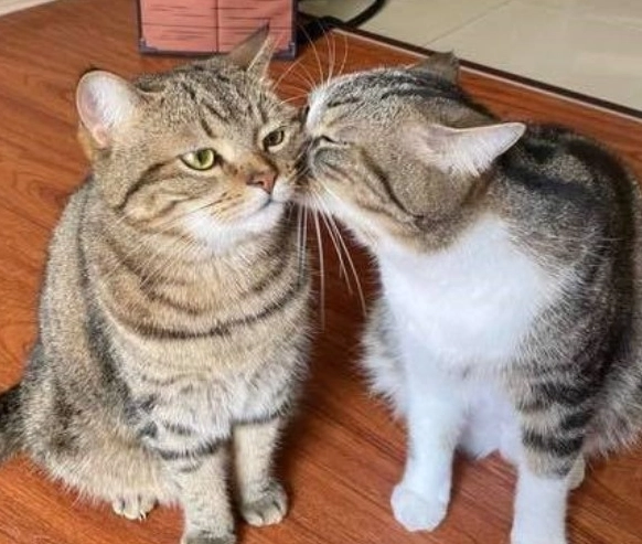 貓咪咬脖子原因