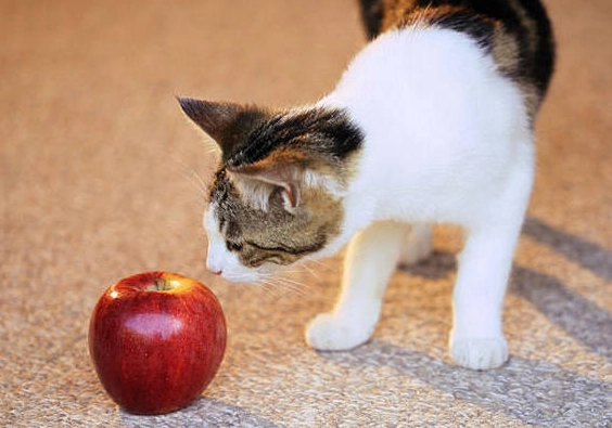 貓中毒水果 貓中毒水果