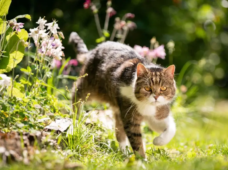 貓咪有毒植物 貓咪有毒植物