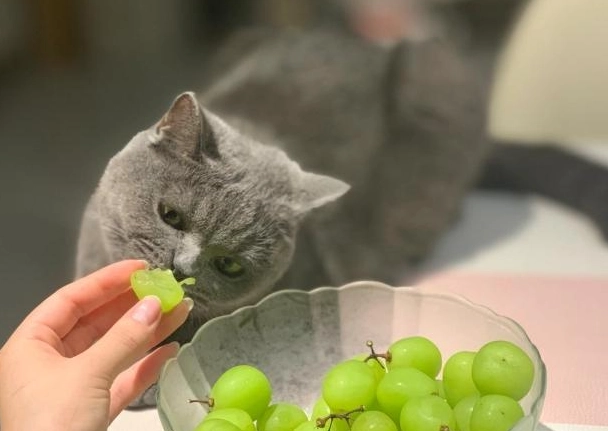 貓中毒水果 貓中毒水果