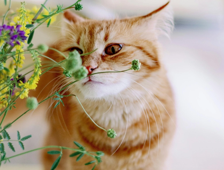 貓咪不能碰的花 貓咪不能碰的花