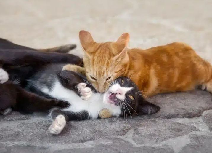 貓咪咬脖子原因