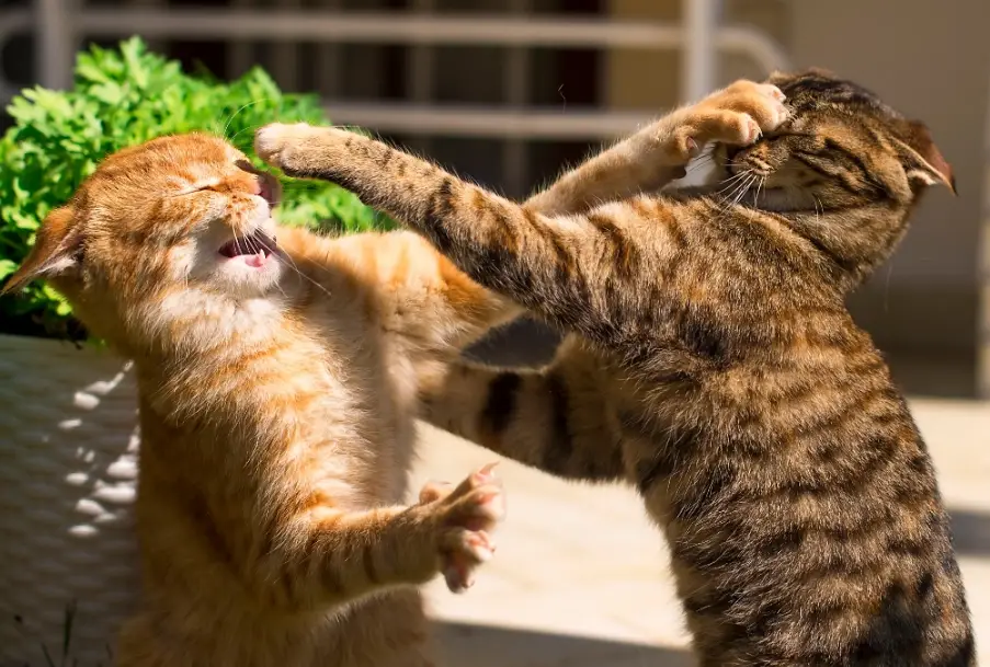 貓咪咬脖子原因