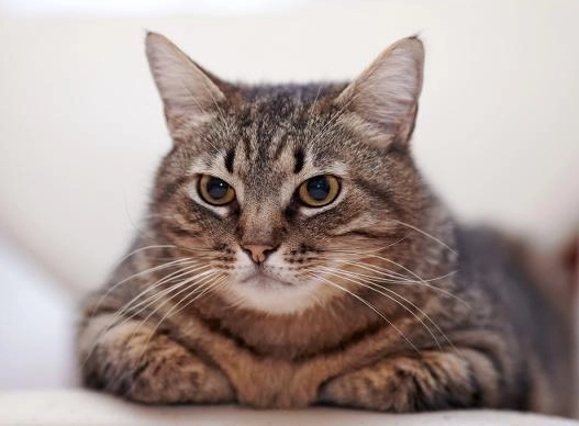 貓咪不能碰的花 貓咪不能碰的花