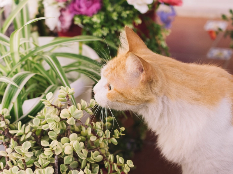 百合花 貓咪 百合花 貓咪