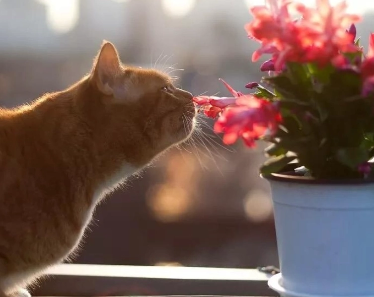 百合花 貓咪 百合花 貓咪