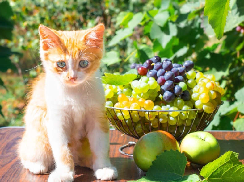 貓中毒水果 貓中毒水果