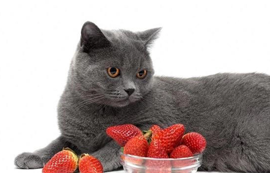 貓可以吃草莓
