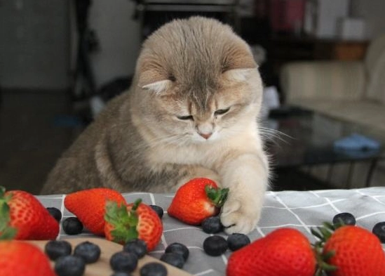 貓 草莓