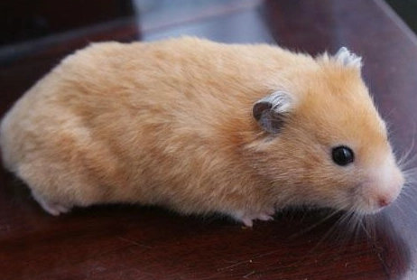 寵物鼠個性 寵物鼠個性
