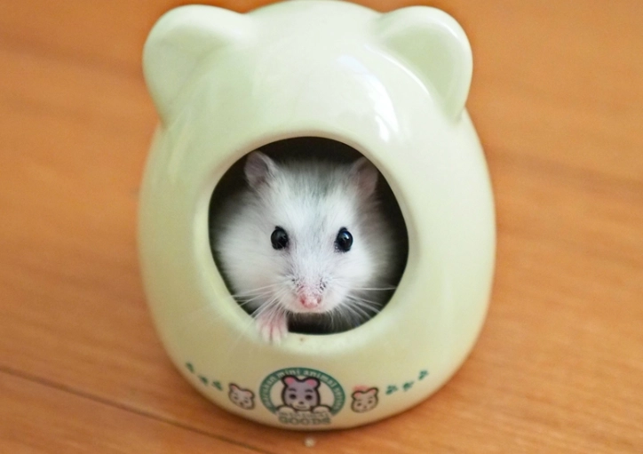 如何讓寵物鼠親人 如何讓寵物鼠親人