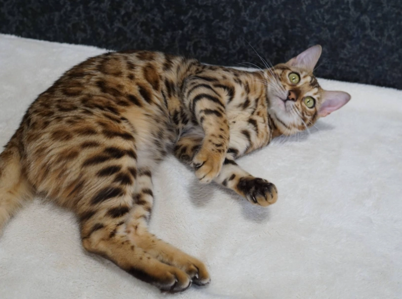 豹貓 成貓 尺寸 豹貓 成貓 尺寸