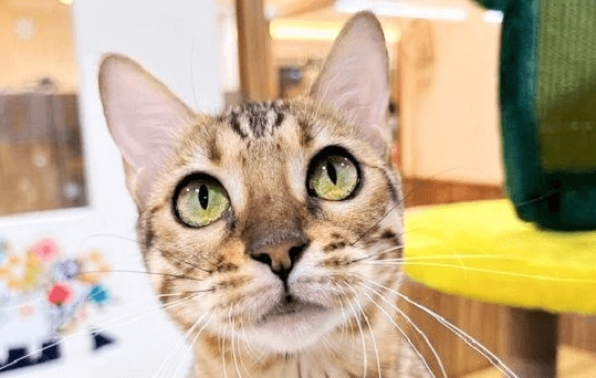 豹貓 成貓 尺寸 豹貓 成貓 尺寸