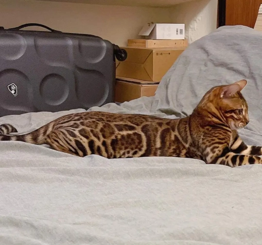 豹貓 大小 公斤 豹貓 大小 公斤