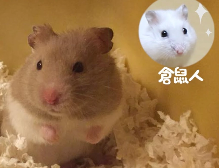 寵物鼠親人訓練 寵物鼠親人訓練