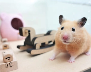 寵物鼠個性 寵物鼠個性
