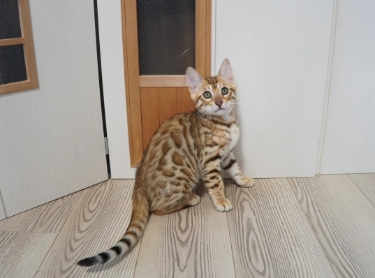 豹貓 體型 豹貓 體型