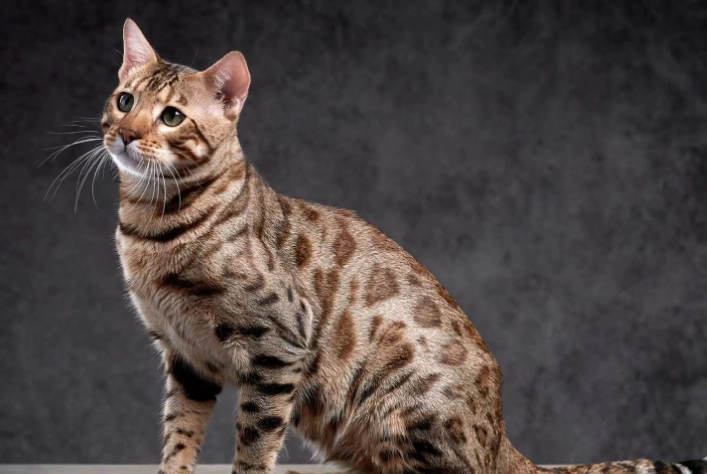 豹貓 體型 豹貓 體型