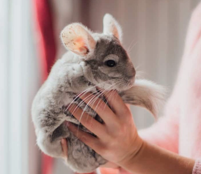 如何讓寵物鼠親人 如何讓寵物鼠親人